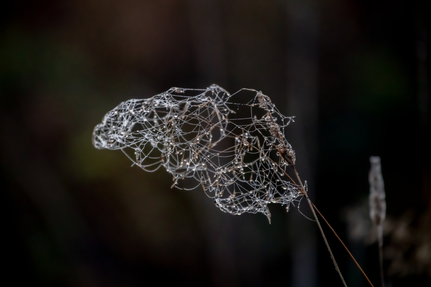 Про квантовую запутанность..