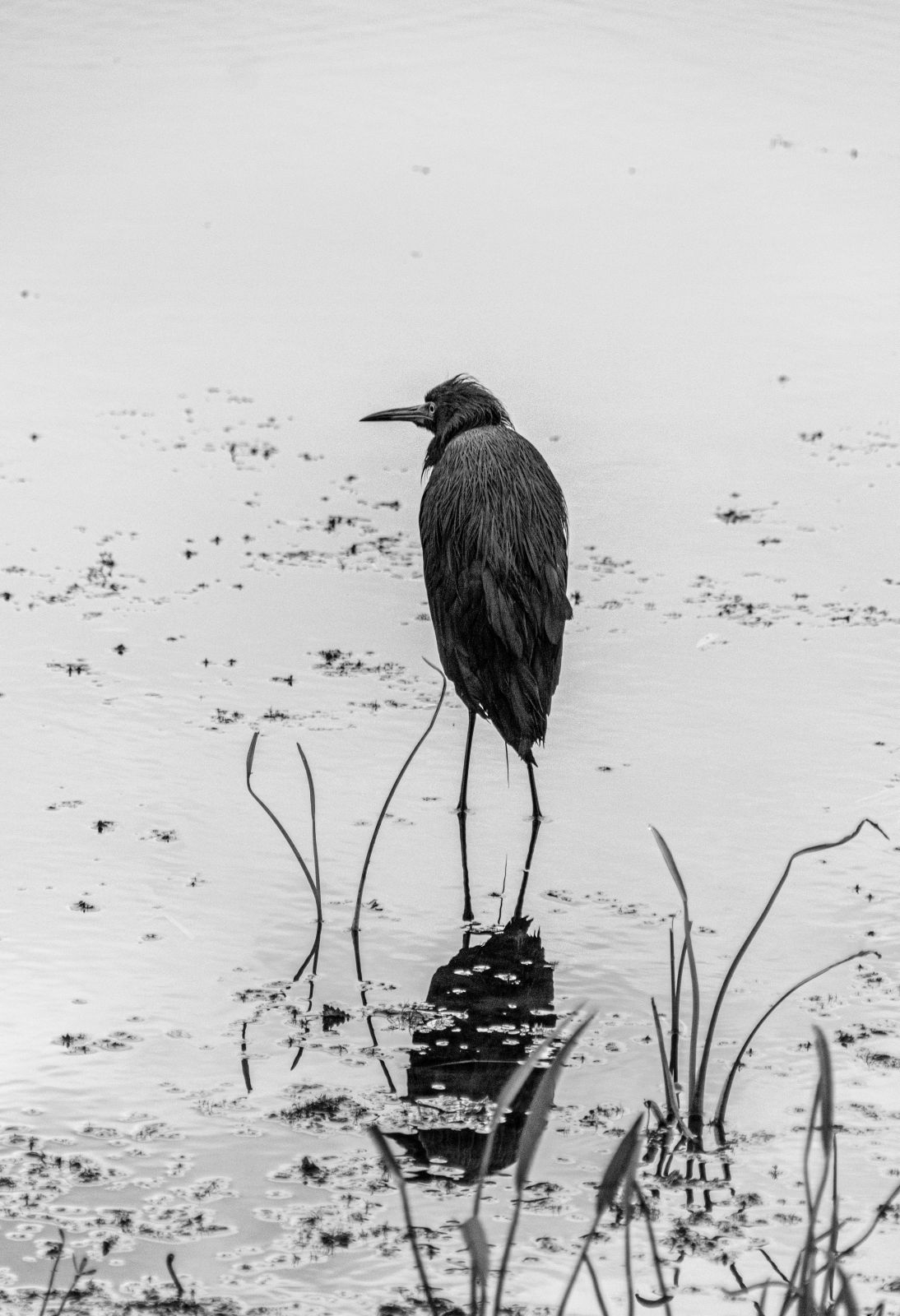 Грустный цапл