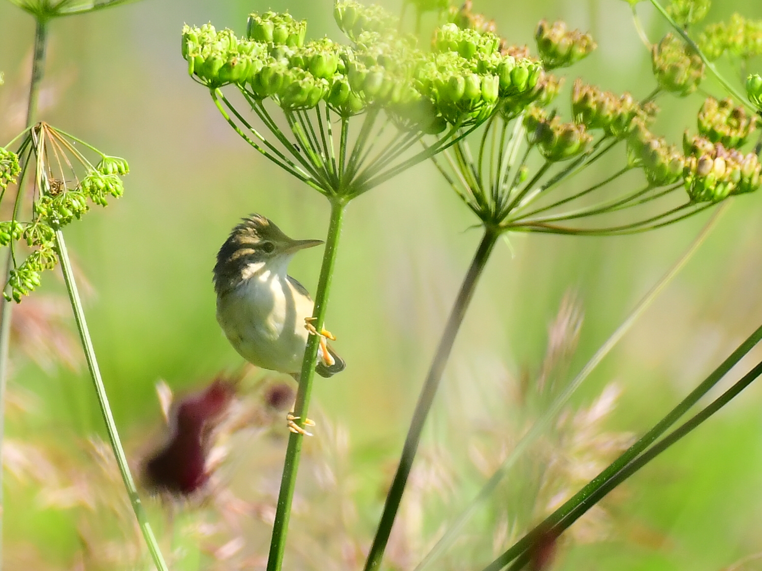 Камышовка-барсучок