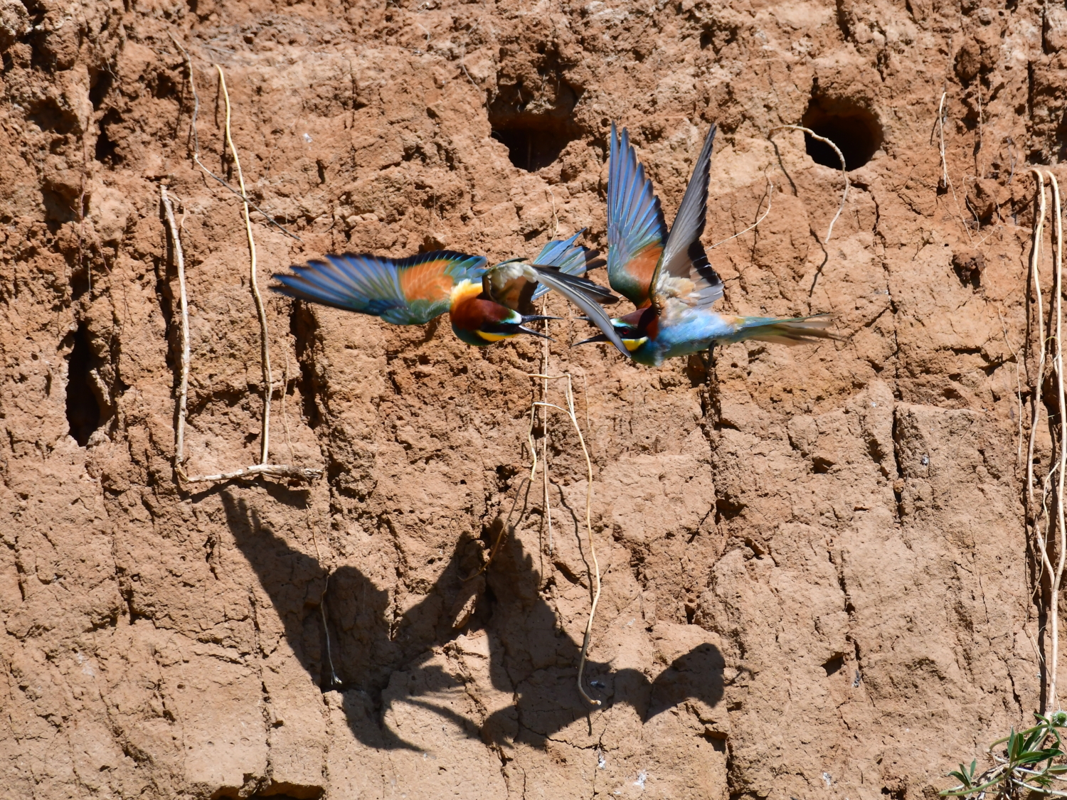 На встречных курсах