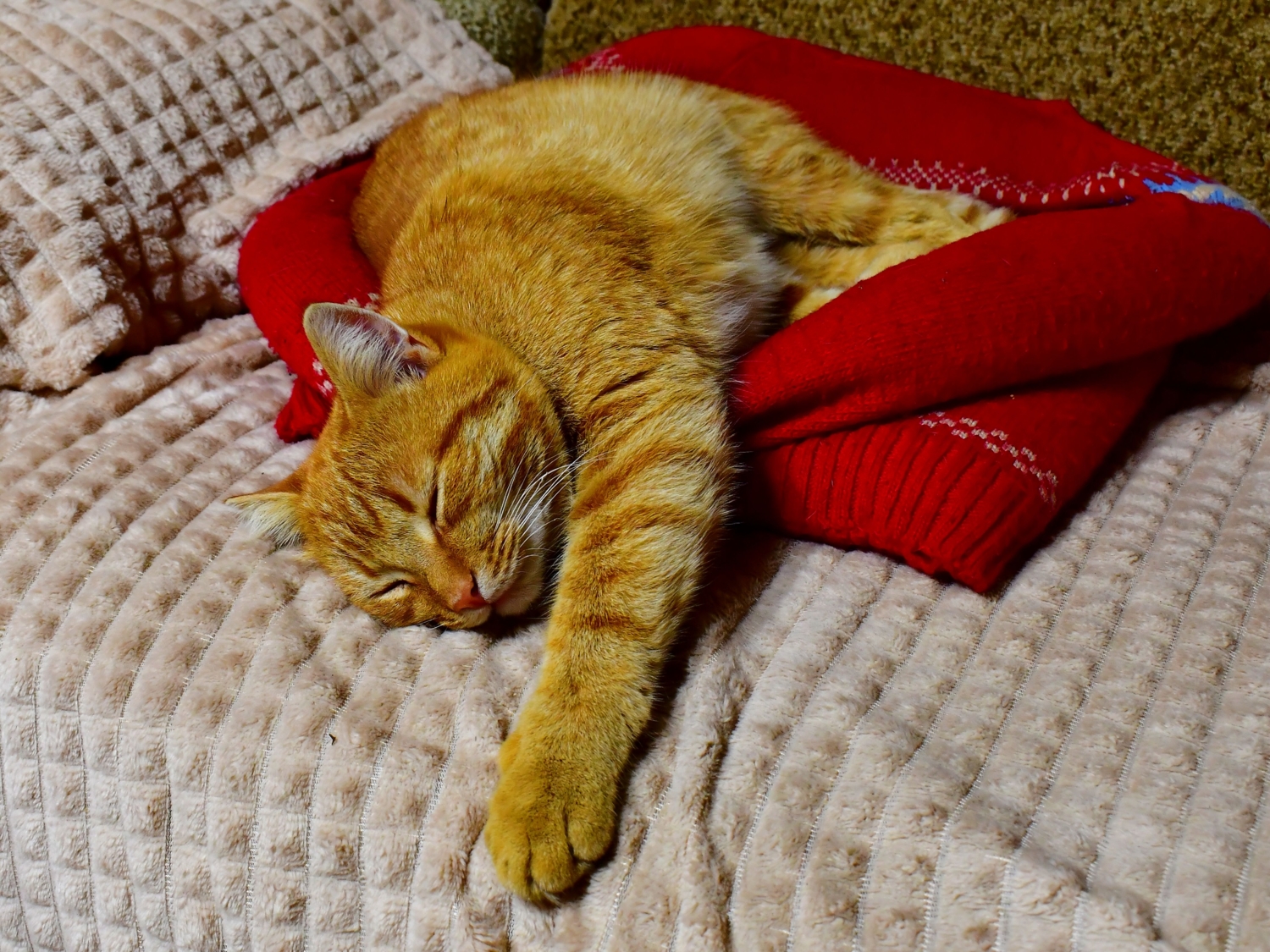 Кот-баюн от слова "баюшки-баю"