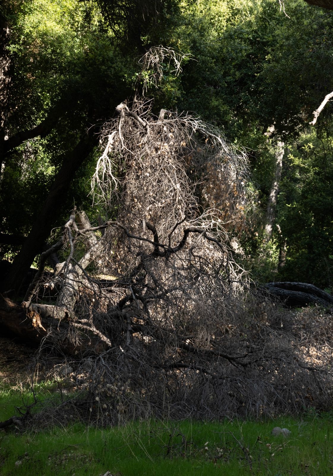 Дух леса, или Баба Яга