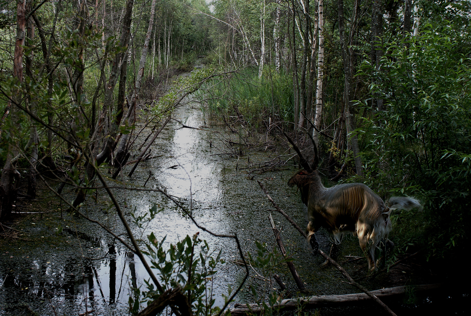 Там в болотистых лесах ...