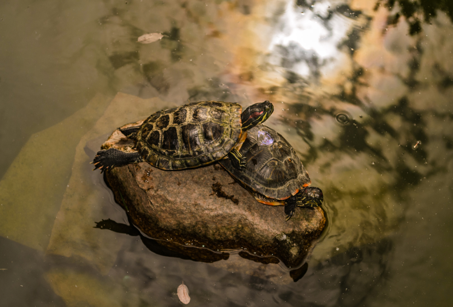 я на камушке сижу и на солнышко гляжу