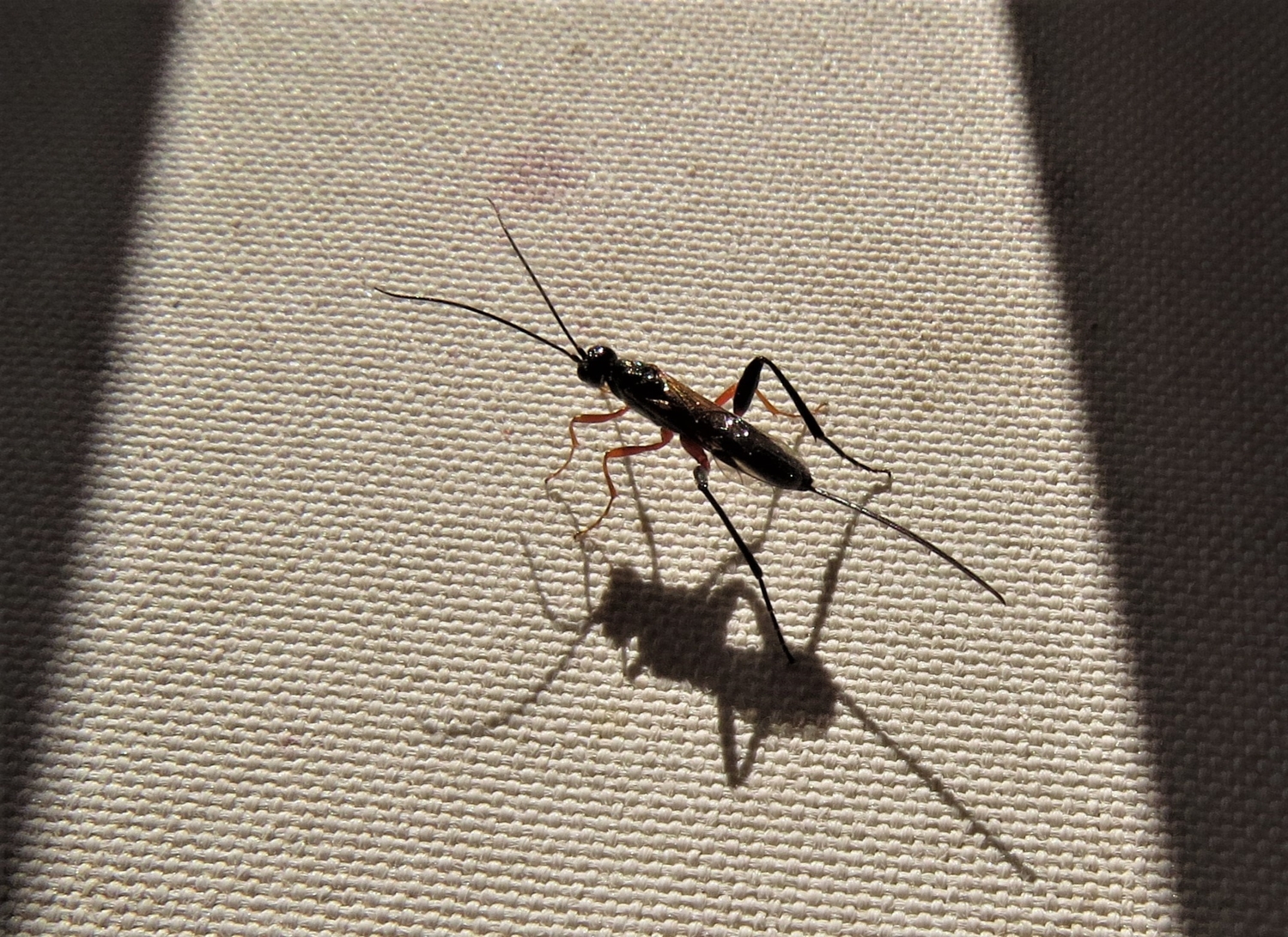 Букашка и её тень