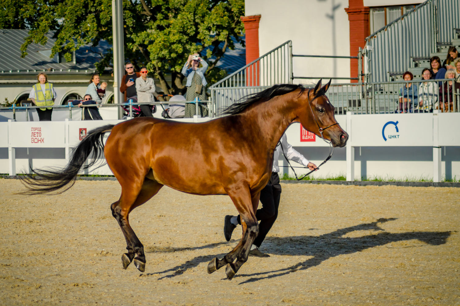 Пеший всадник