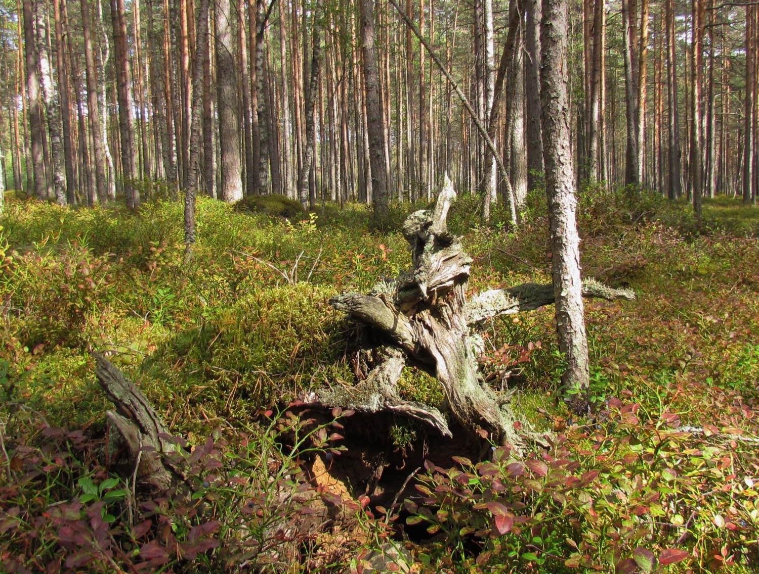 Леший, лесная нечисть