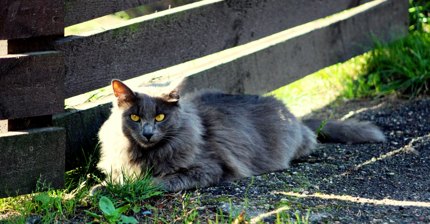 Графиня изволит отдыхать в тени.