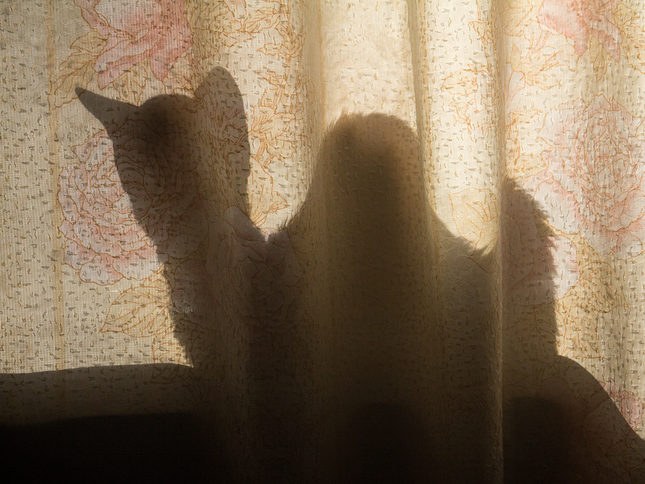 Кот верблюдовидный