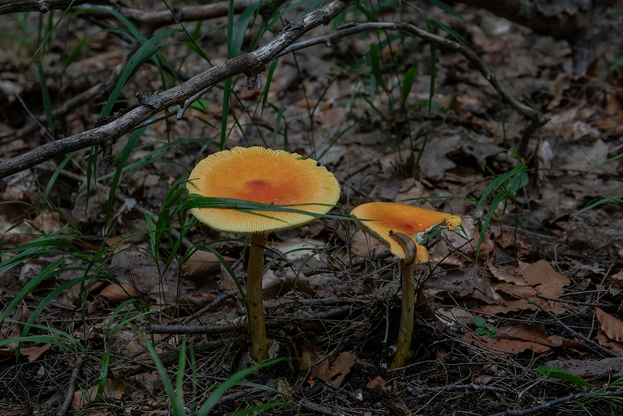 Не съем, так по надкусываю.