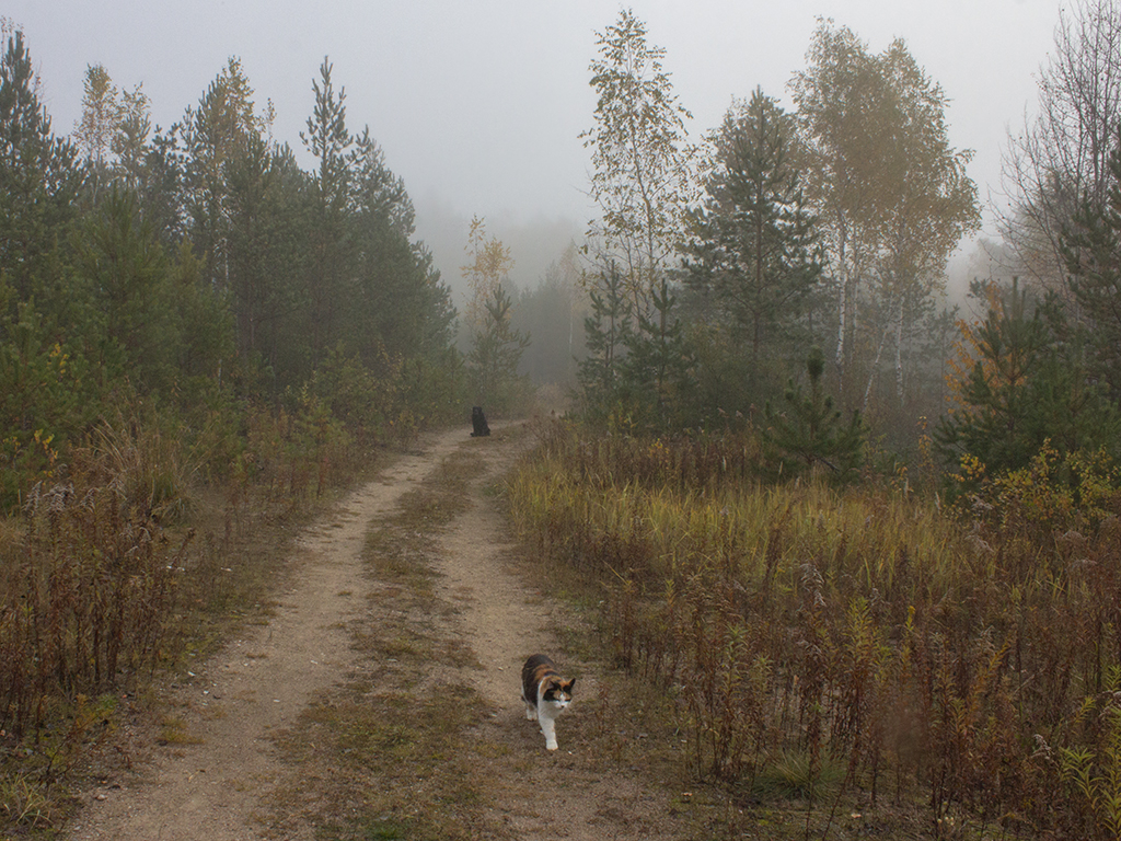 Прогулка по осеннему лесу