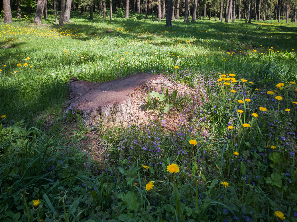 Весна и пень