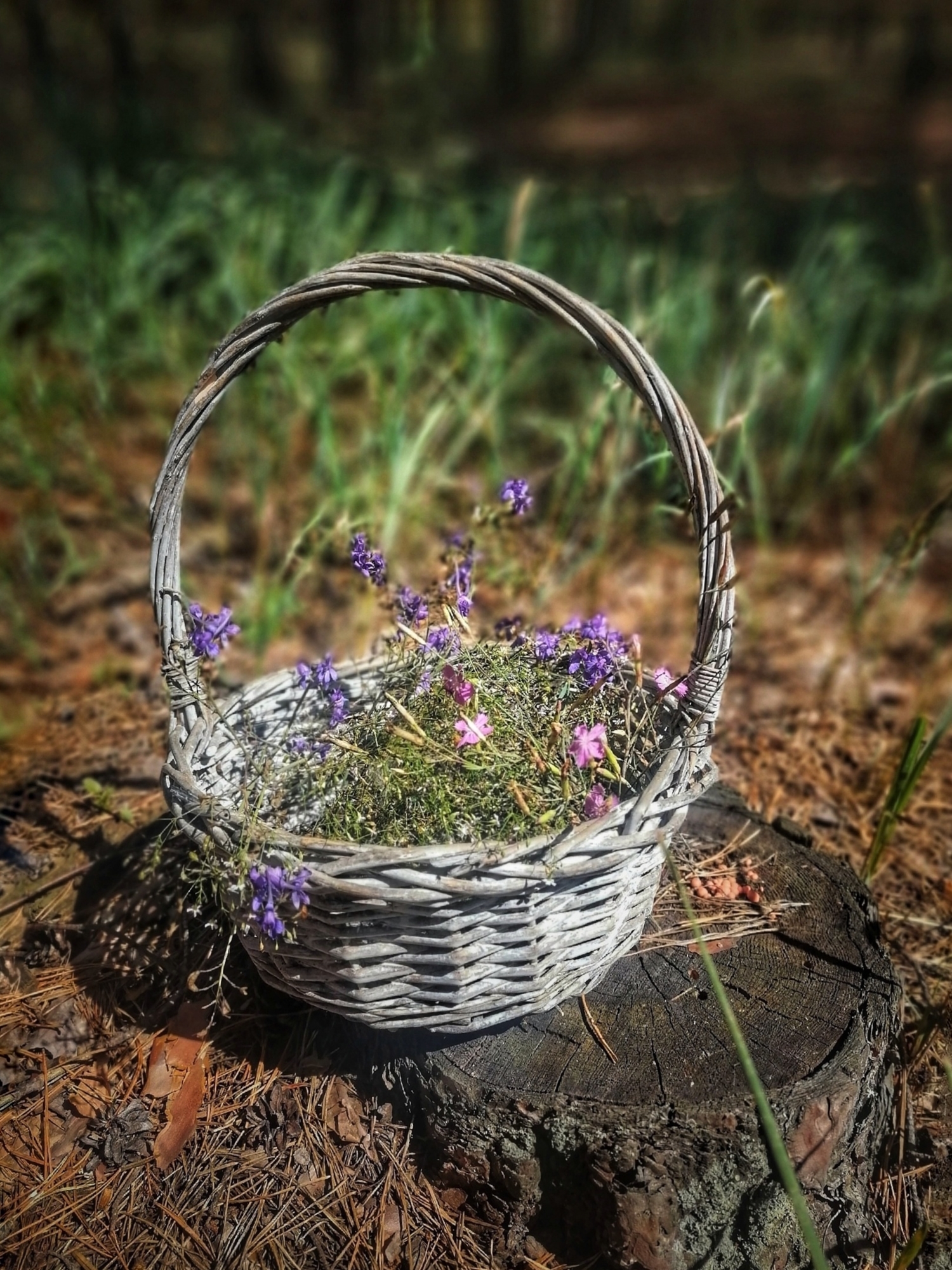 На пне корзиночка скучала,