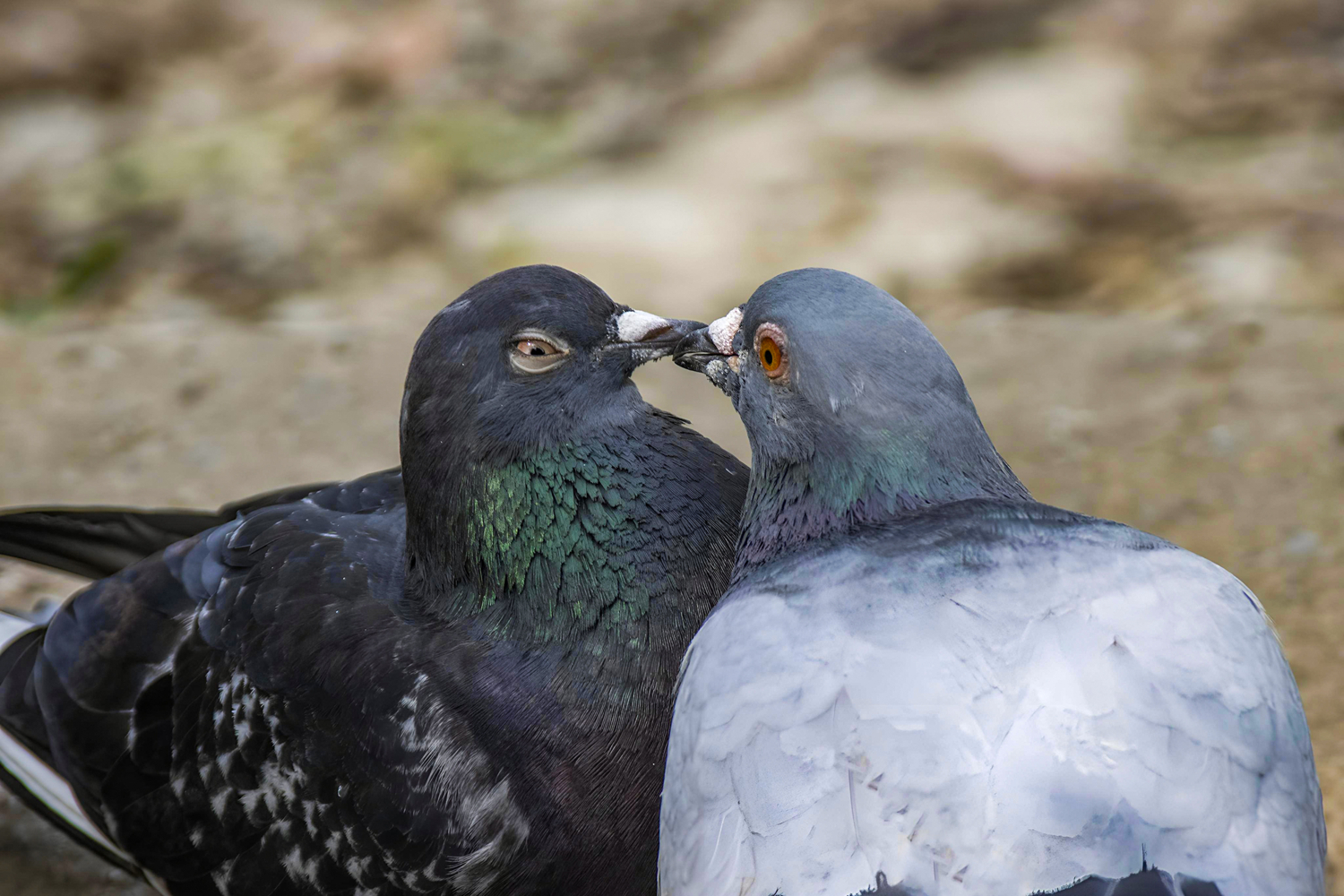 Любовь и голуби
