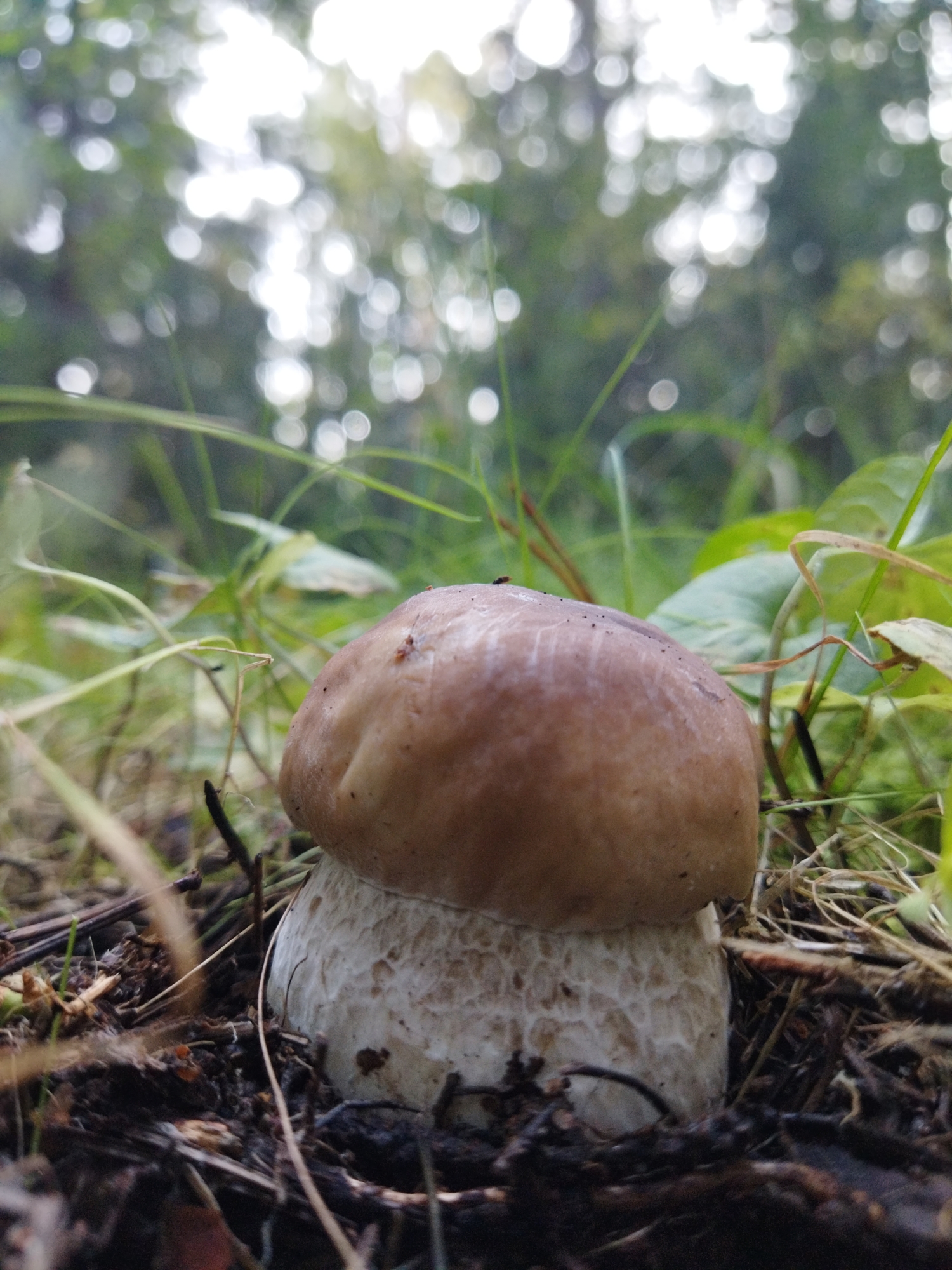 маленький, но беленький