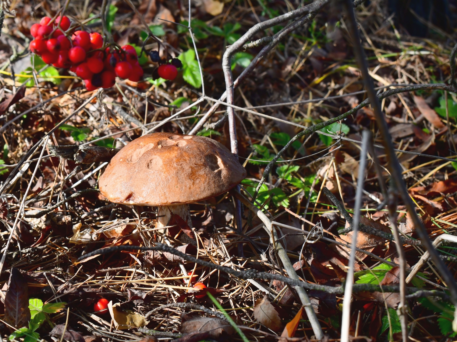 Гриб подрябиновик