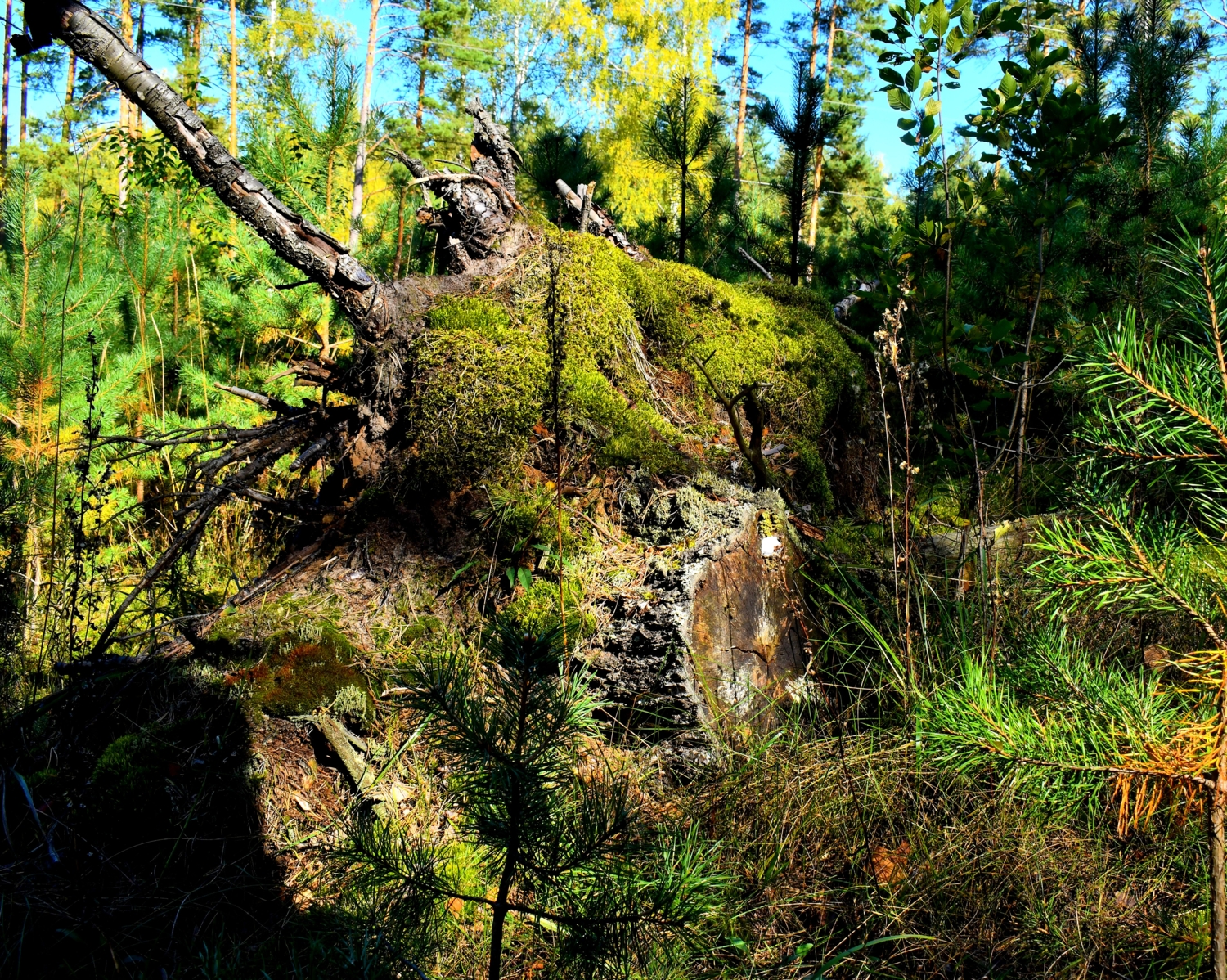 Пень лежачий