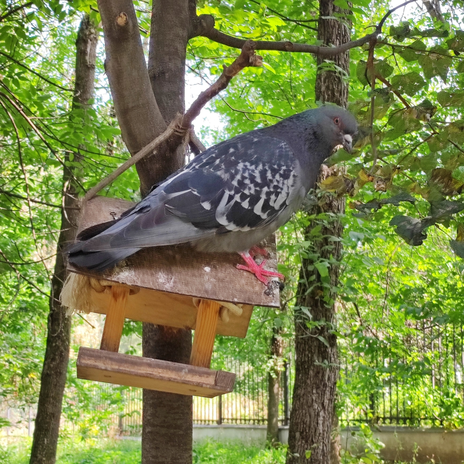Видит око, да зуб неймёт