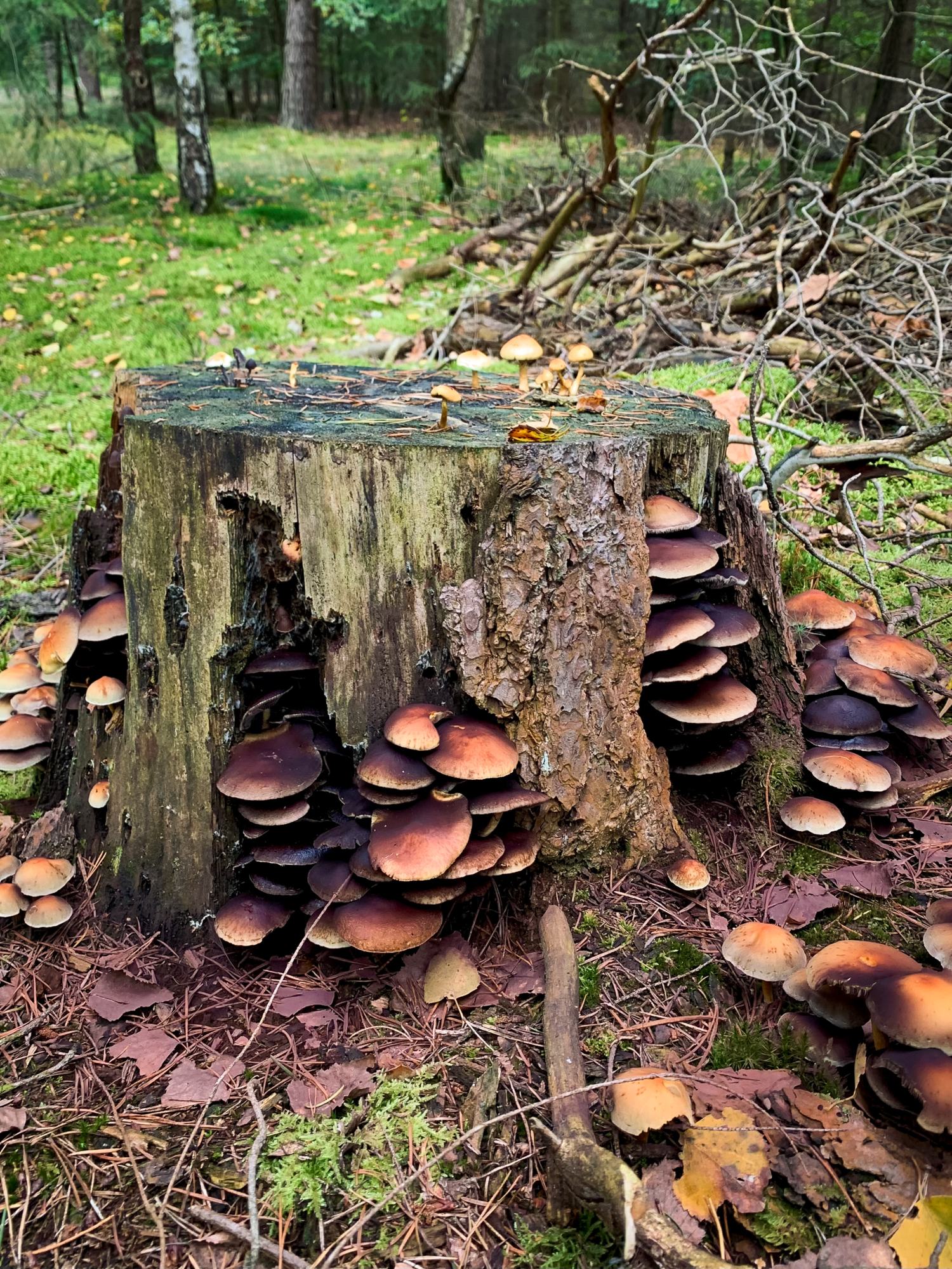 Грибные украшения