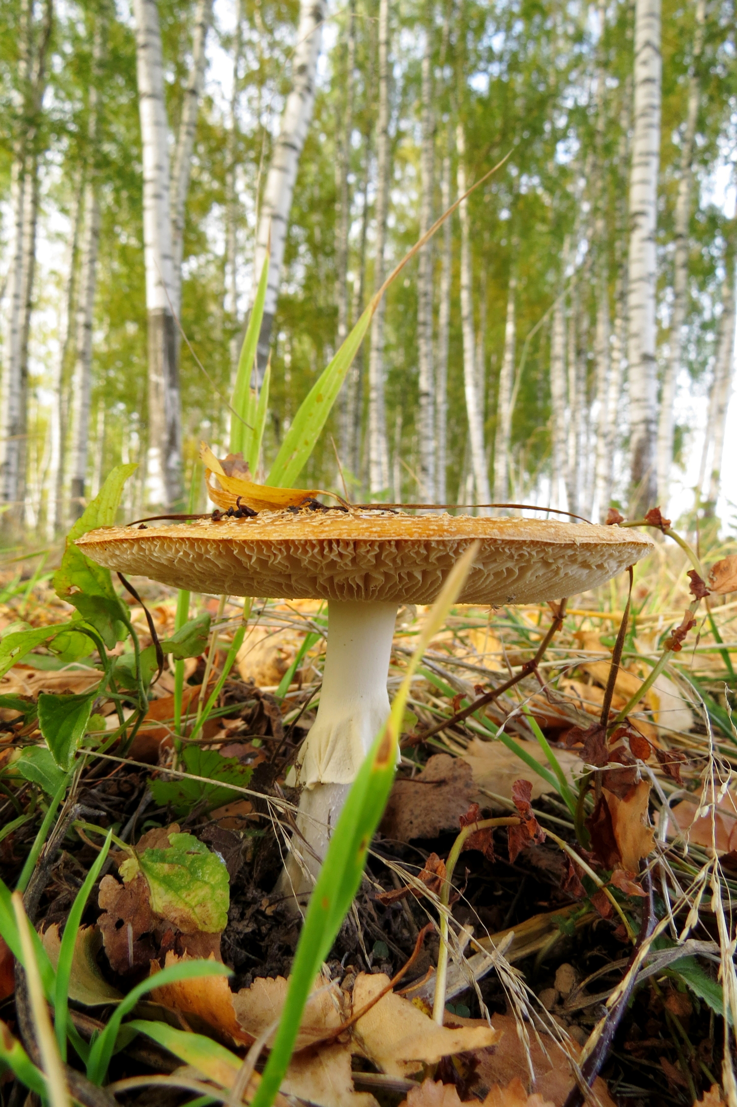 На фоне берёз