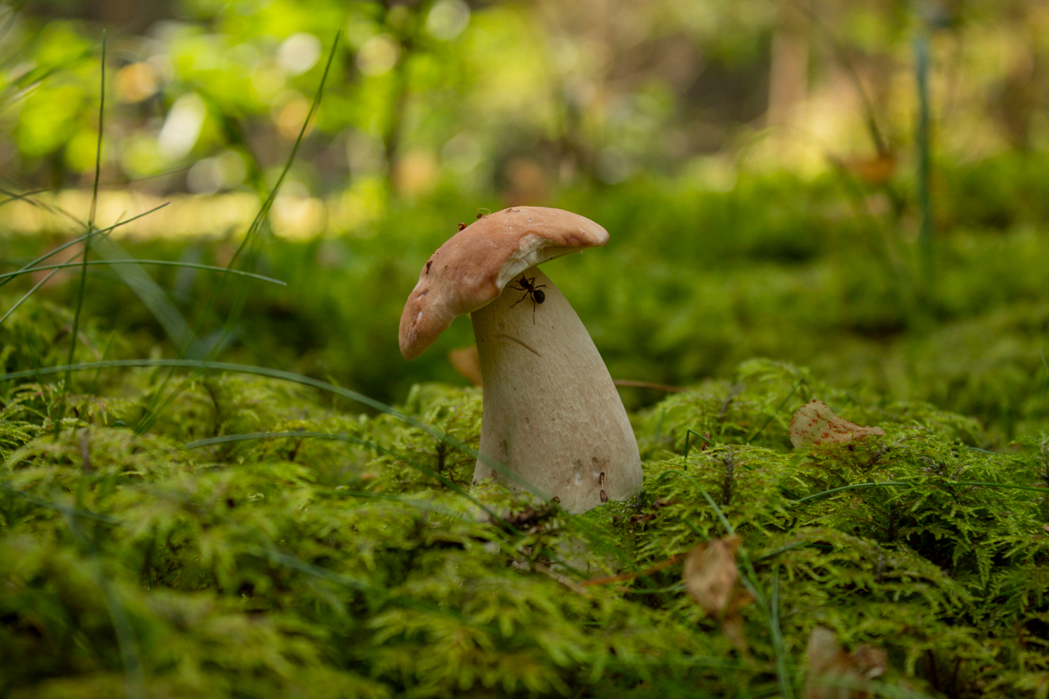 Слегка погрызанный.