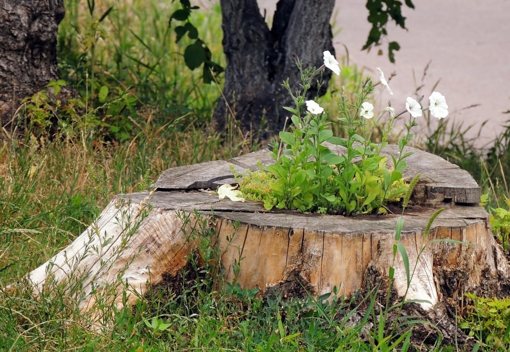 Вторая жизнь