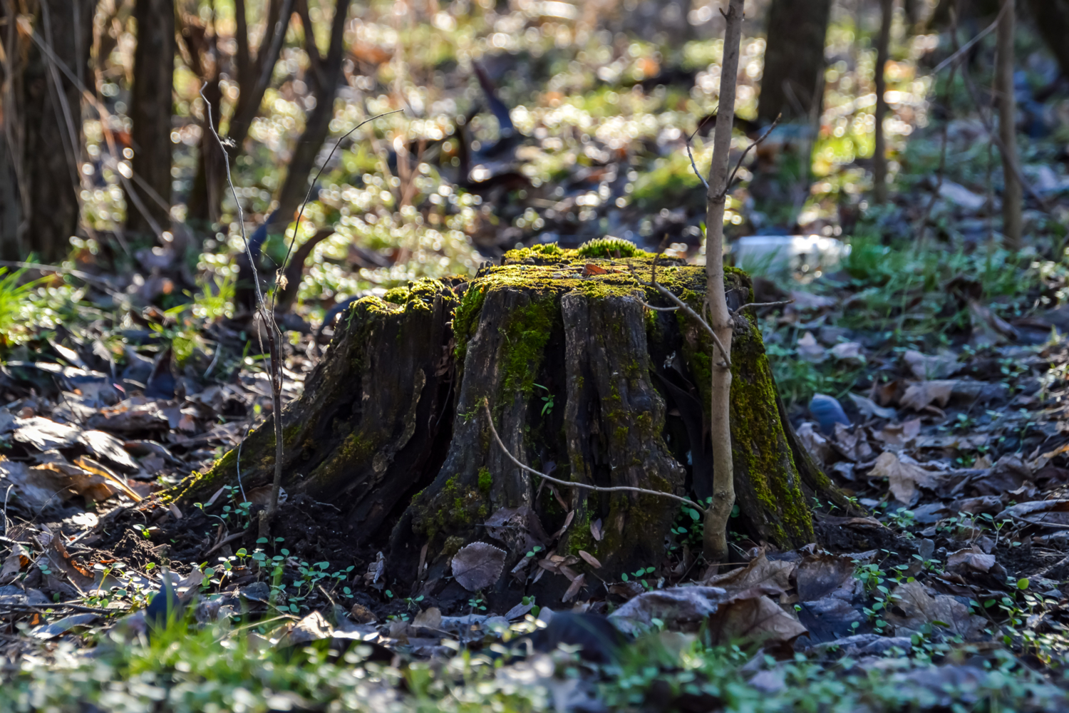 Весь покрытый зеленью...