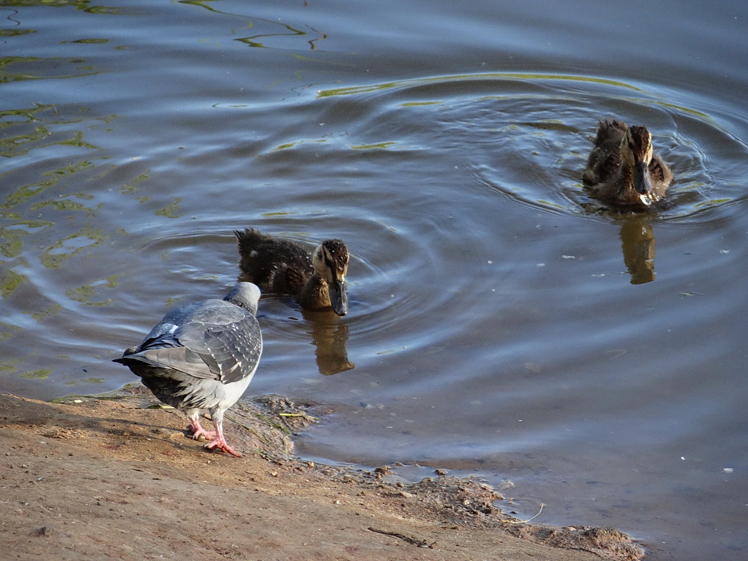 " - Как водичка, ребята?"
