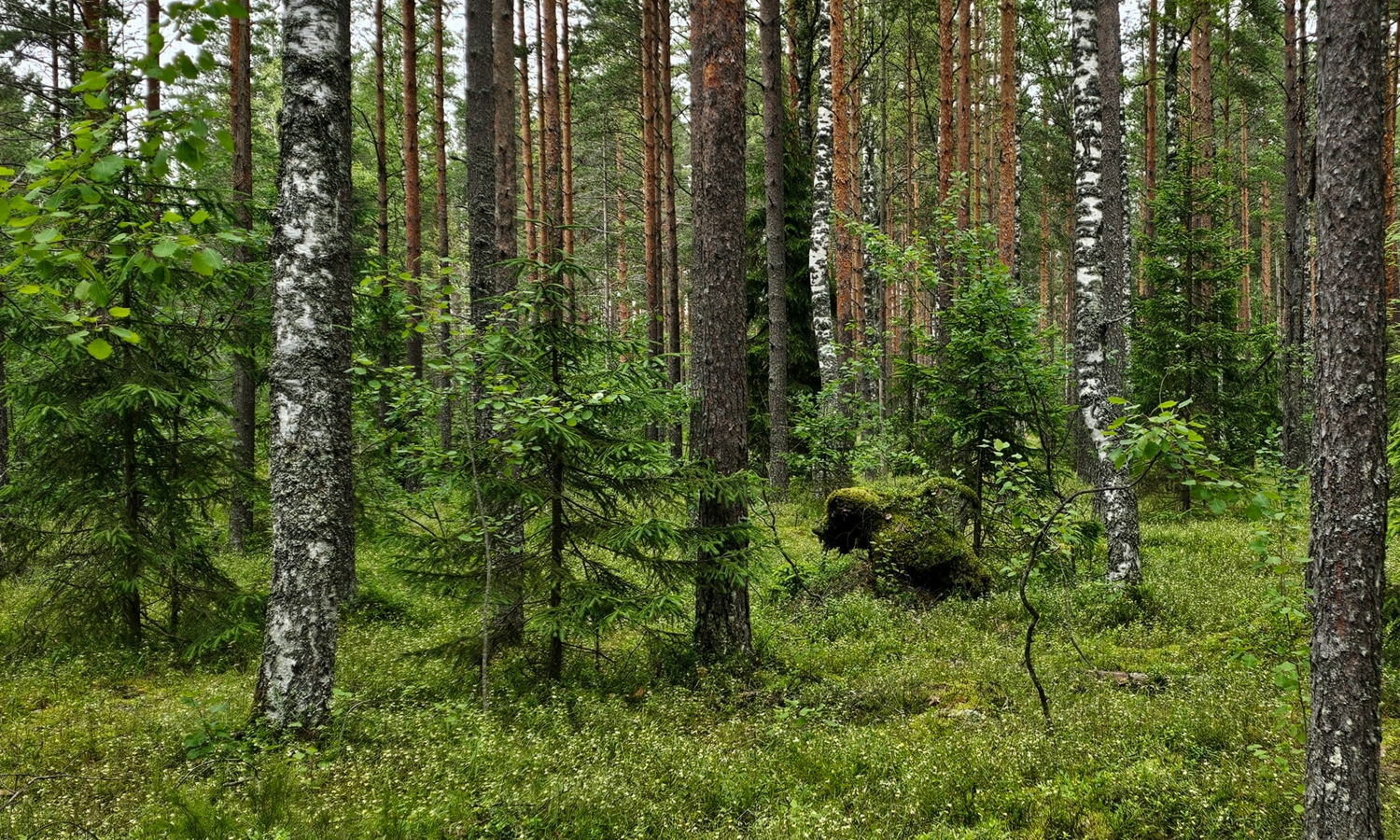 Мишка в лесу