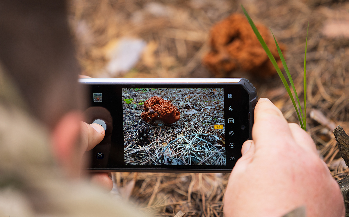 Лесная модель