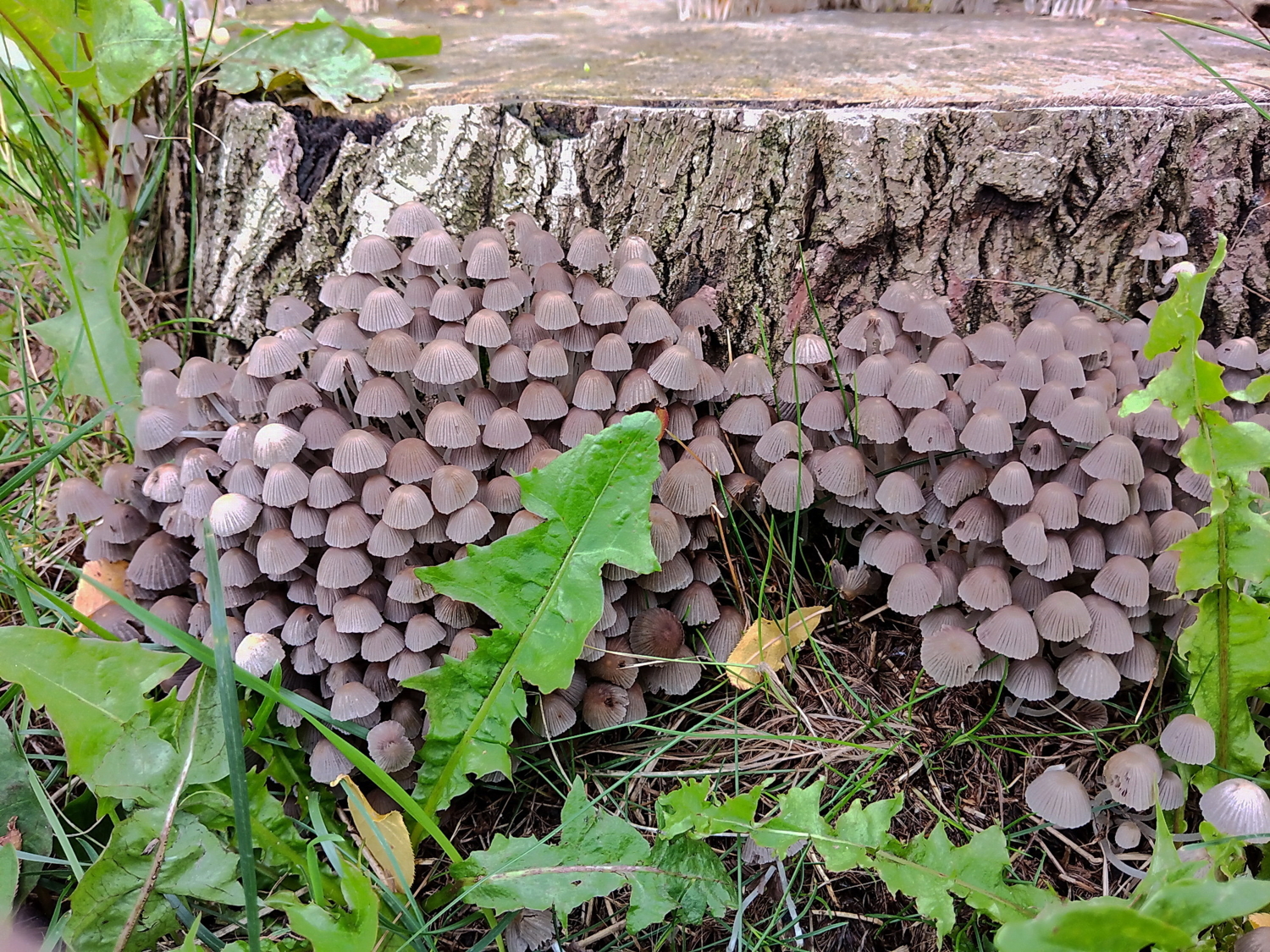 Штурм крепости.