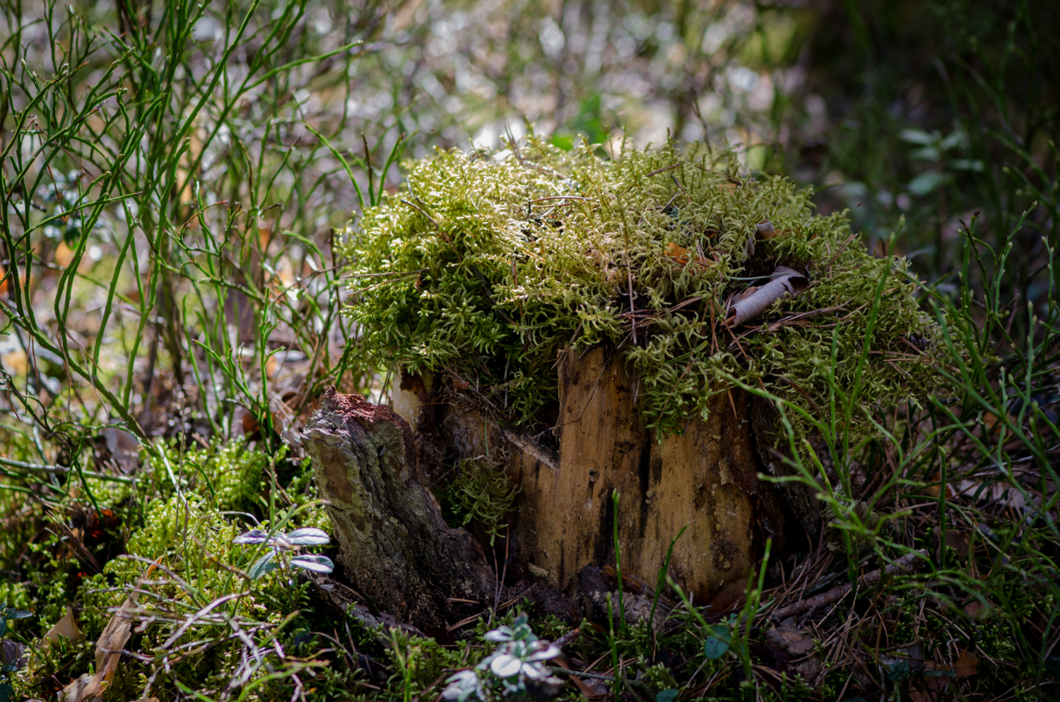 В парике из мха