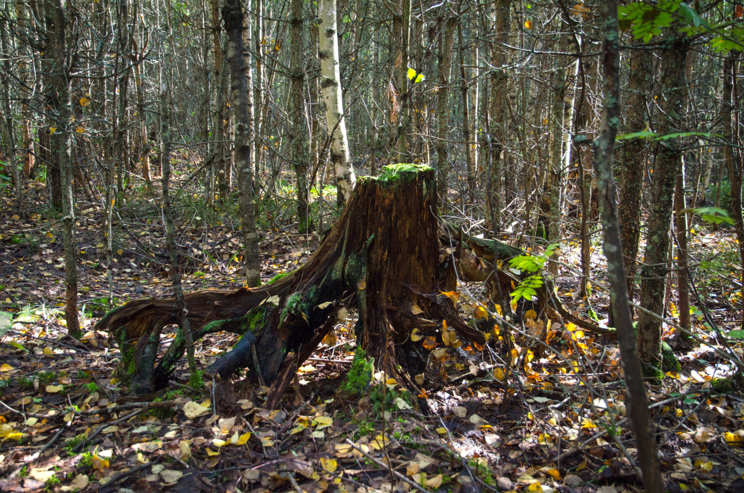 В осеннем убранстве