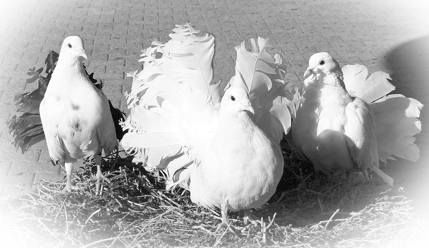 Ты зачем хвост перекрасил?