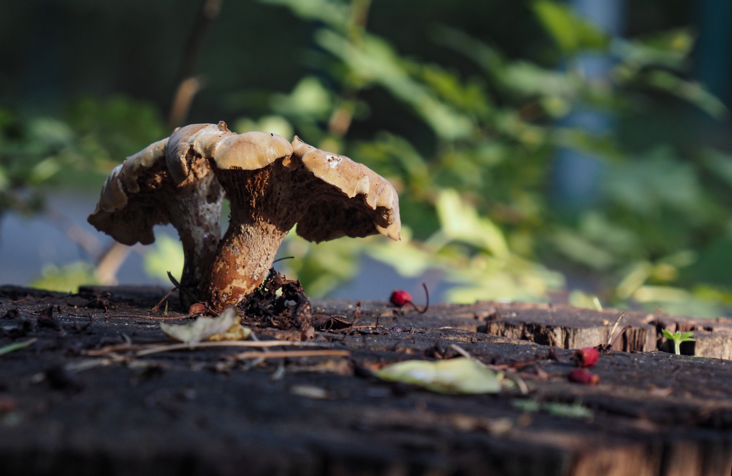 Съеден заживо