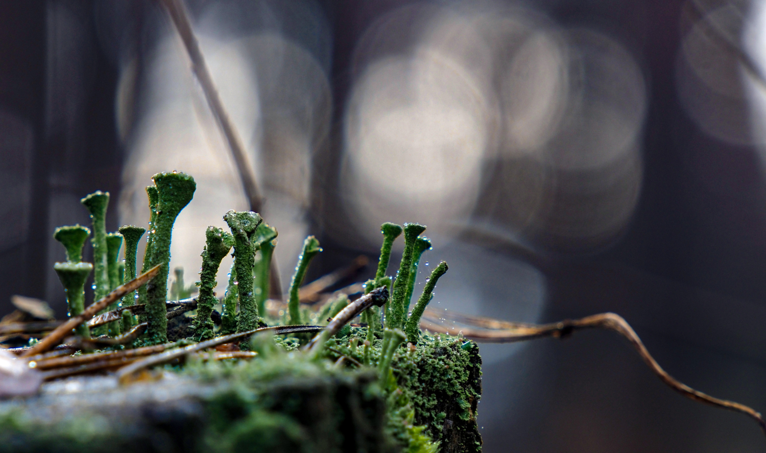 Нам бы на другой пенек, но очень слаб мосток...