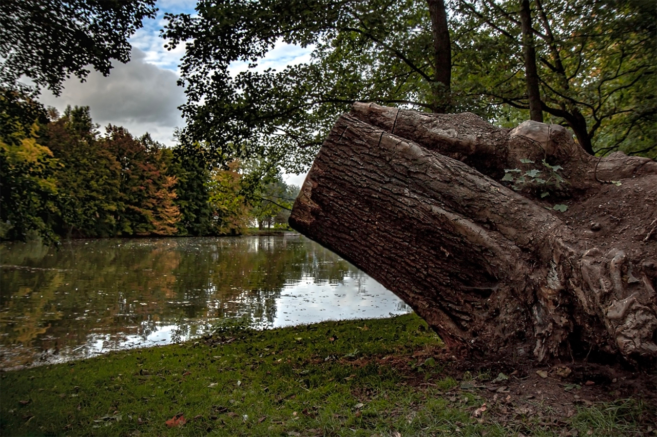 Пень в Тршебонь