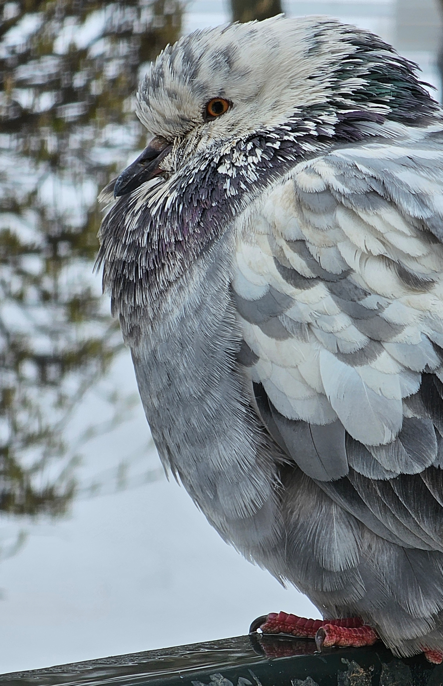 В снежном апреле