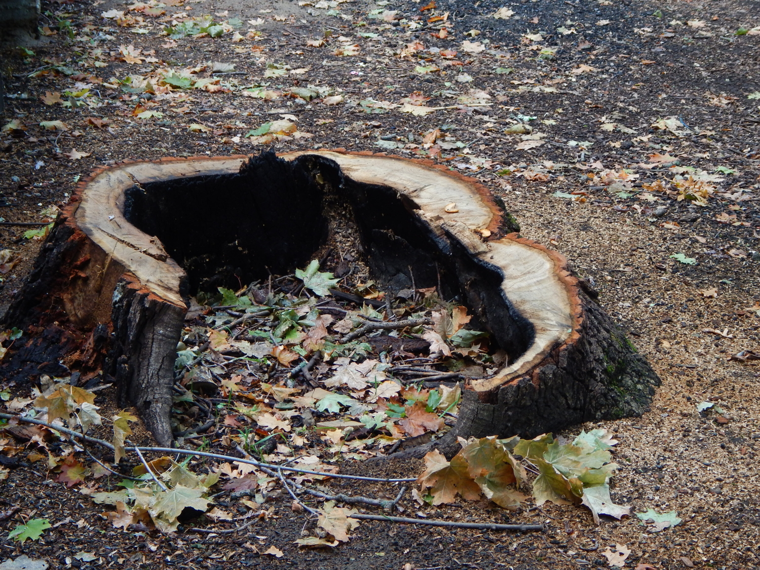 Выжженный и спиленный