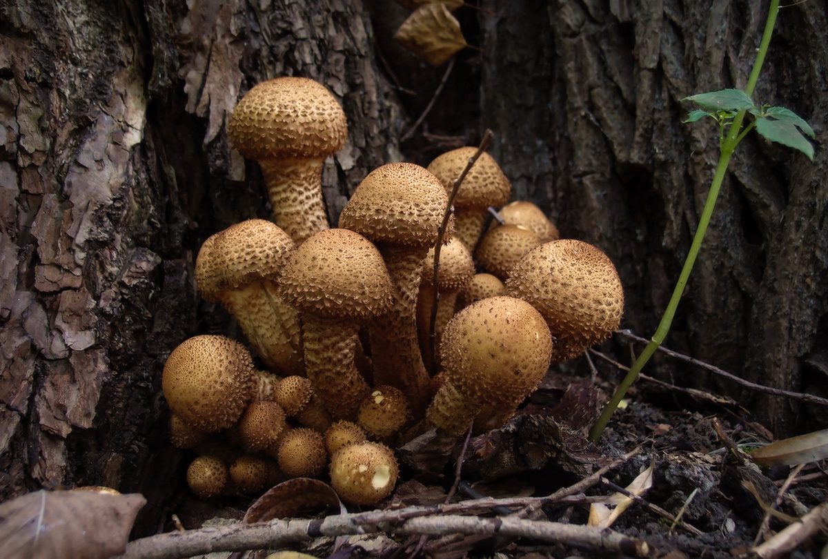 Семейный портрет в интерьере