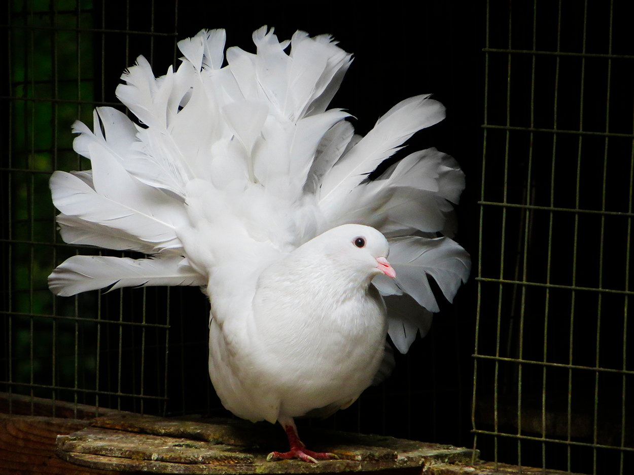 Цена красоты