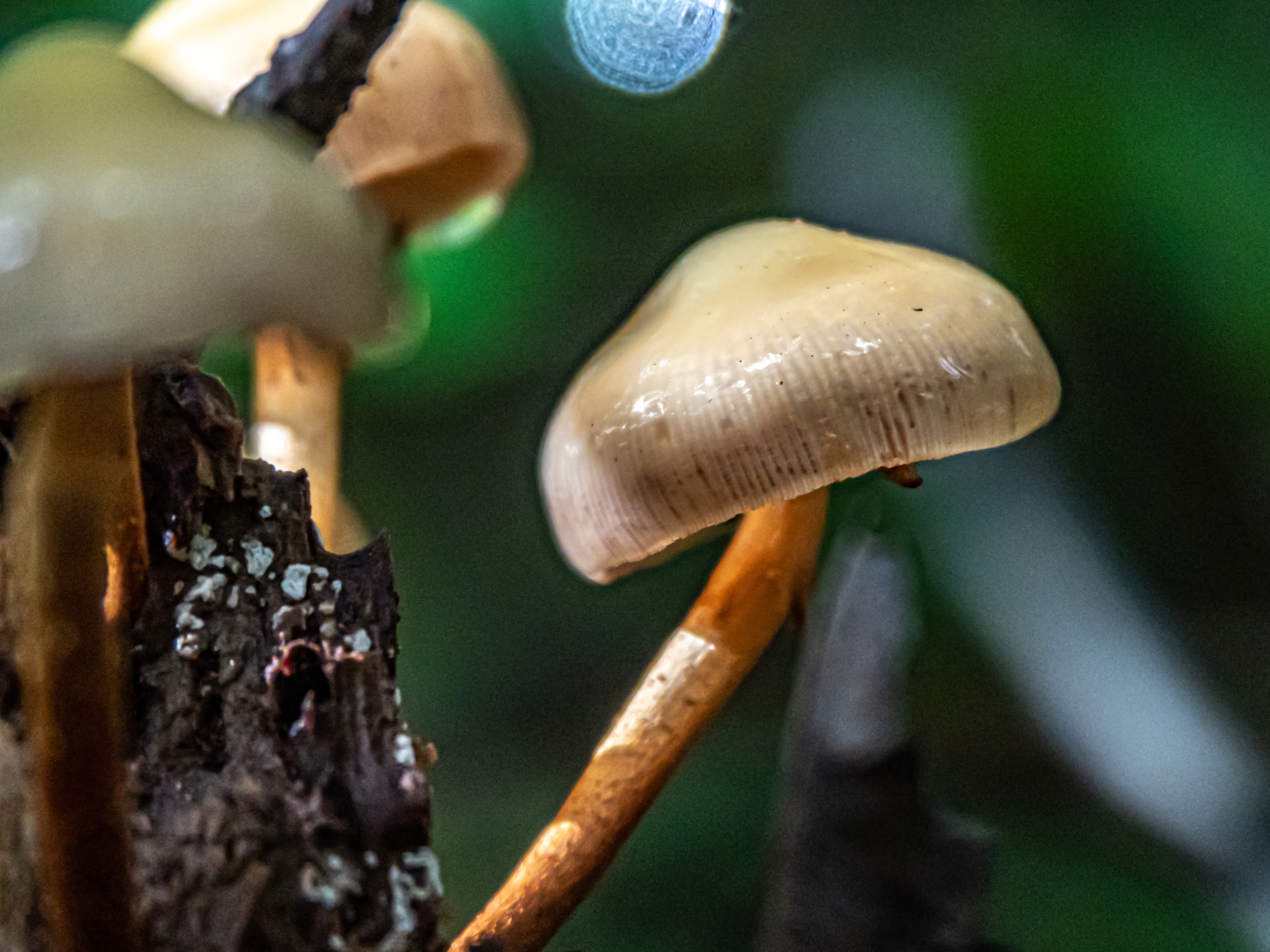 Грибочек Psilocybe