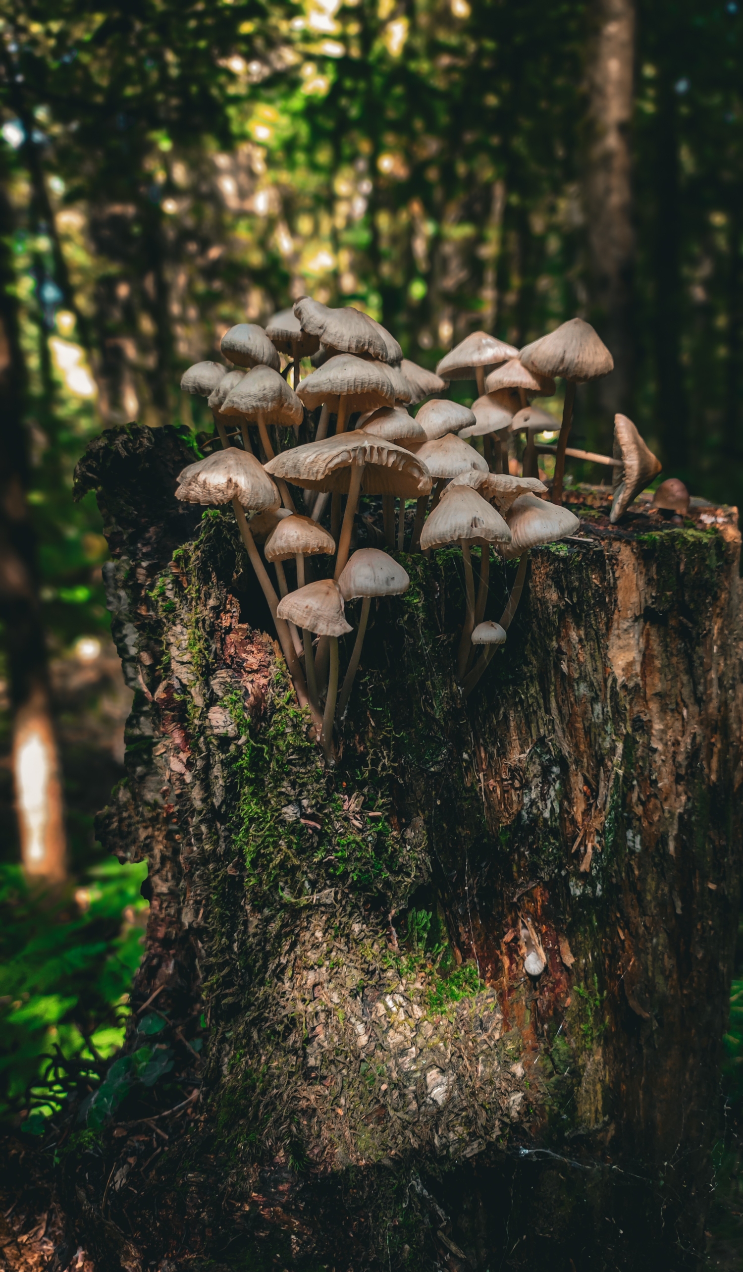 Пень с грибами