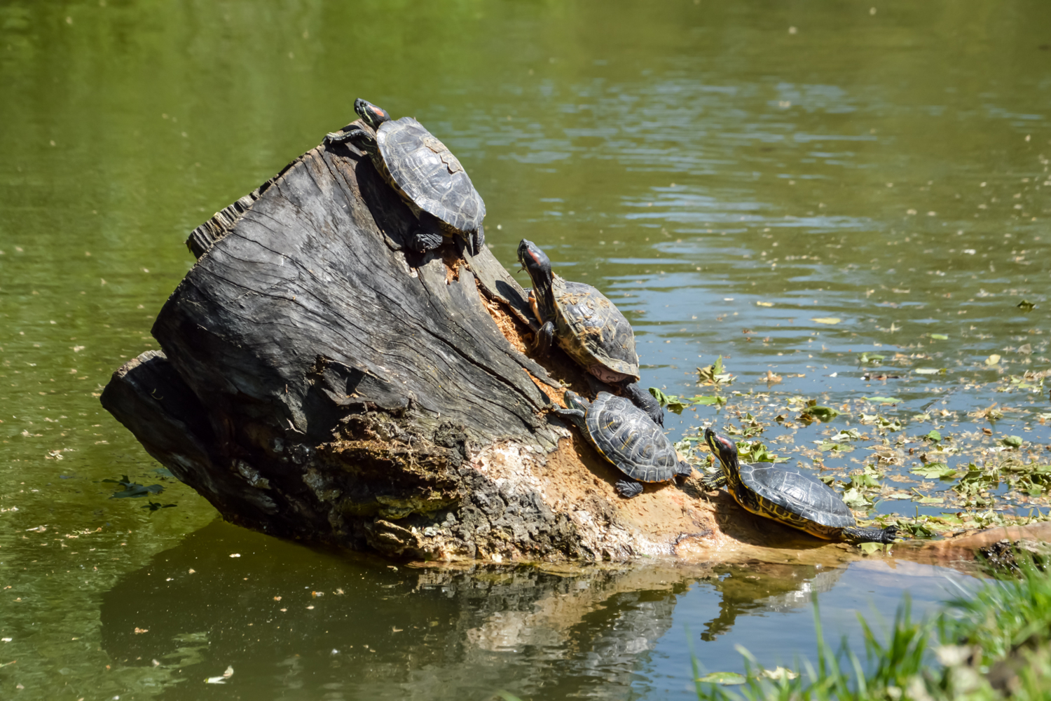 Пень и его обитатели