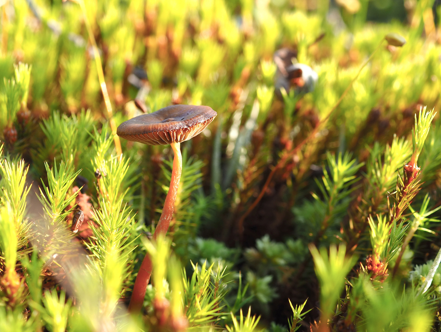 Маленький, но гордый