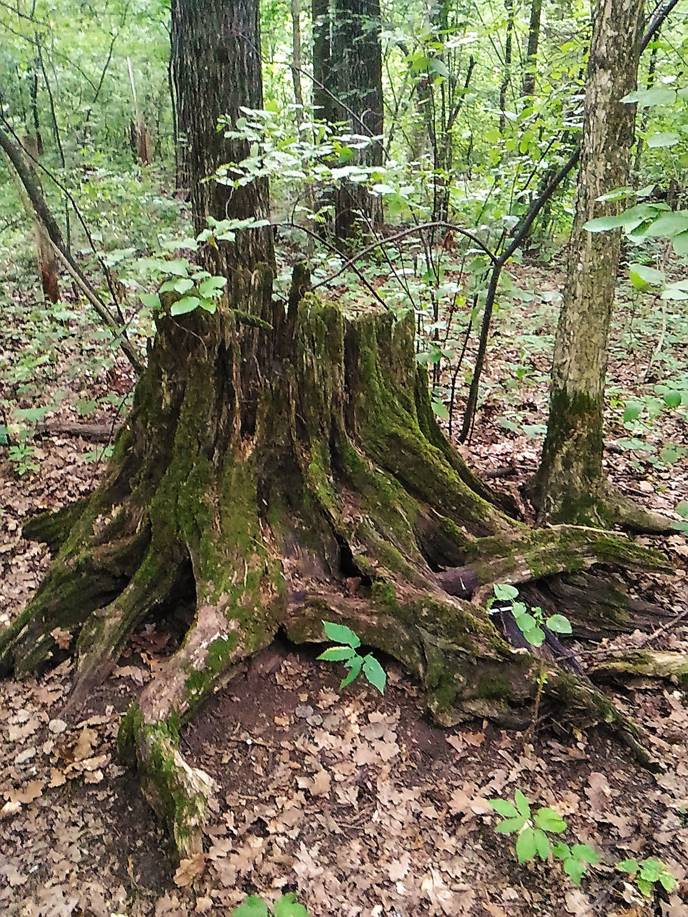 "Лесной осьминог".
