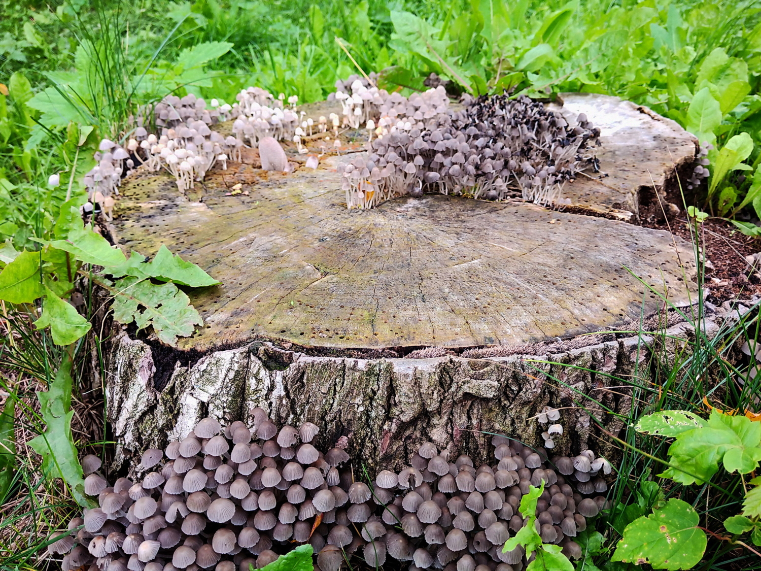 Шобла на шоблу!