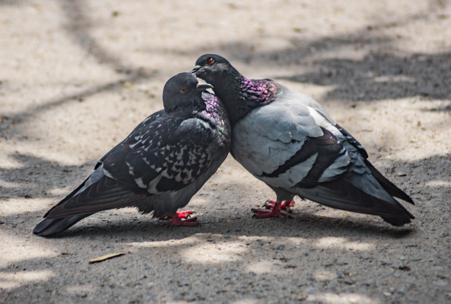 голубинная любовь