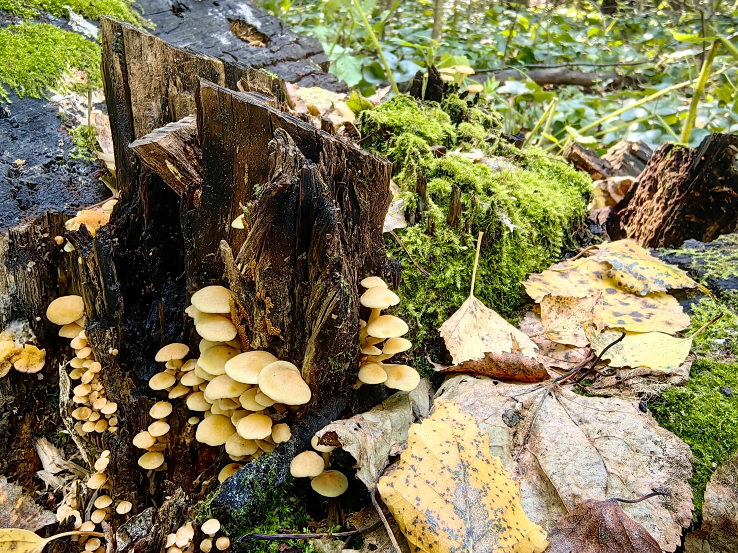 Пень во мху и грибах