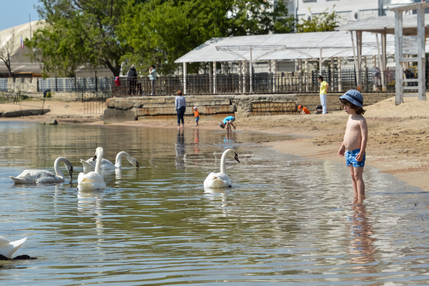 Рассажите, птицы...